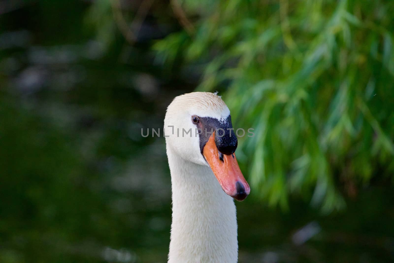 Confident strong mute swans close-up by teo