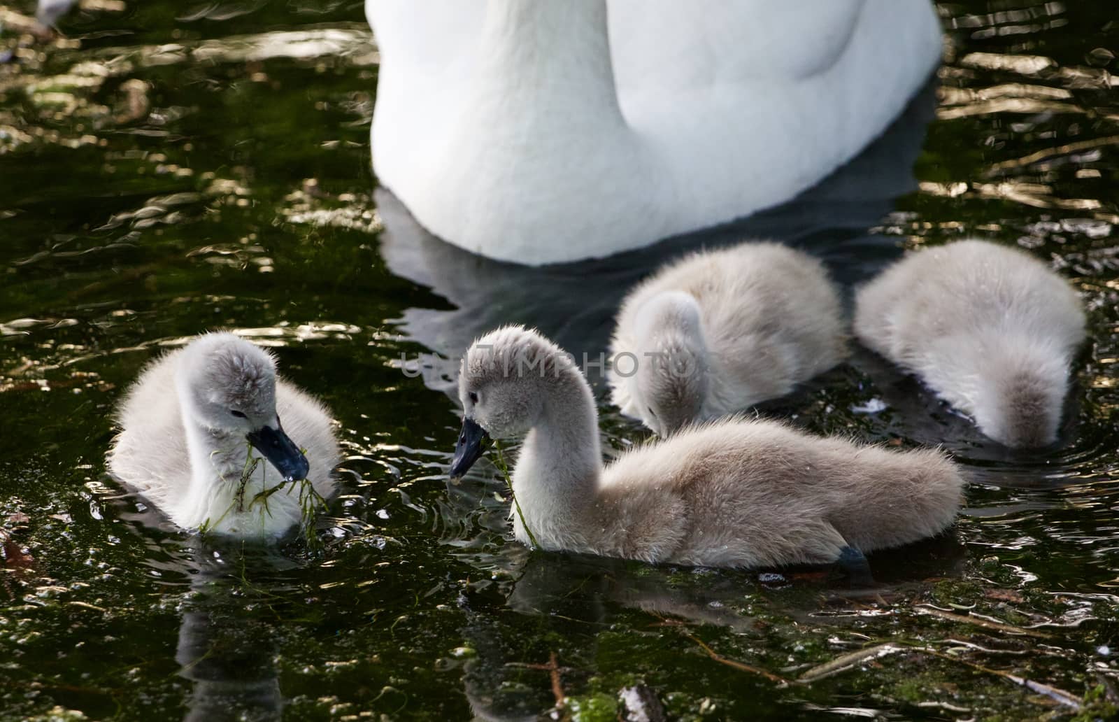 Cute young swans are eating the algae in the lake by teo