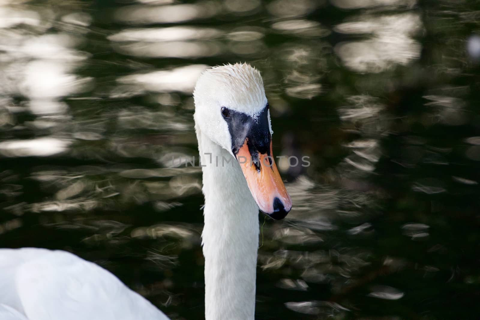 The close-up of the mute swan female by teo