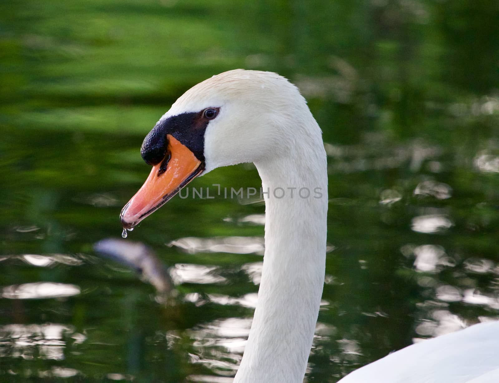 The mute swan seems to be unsure