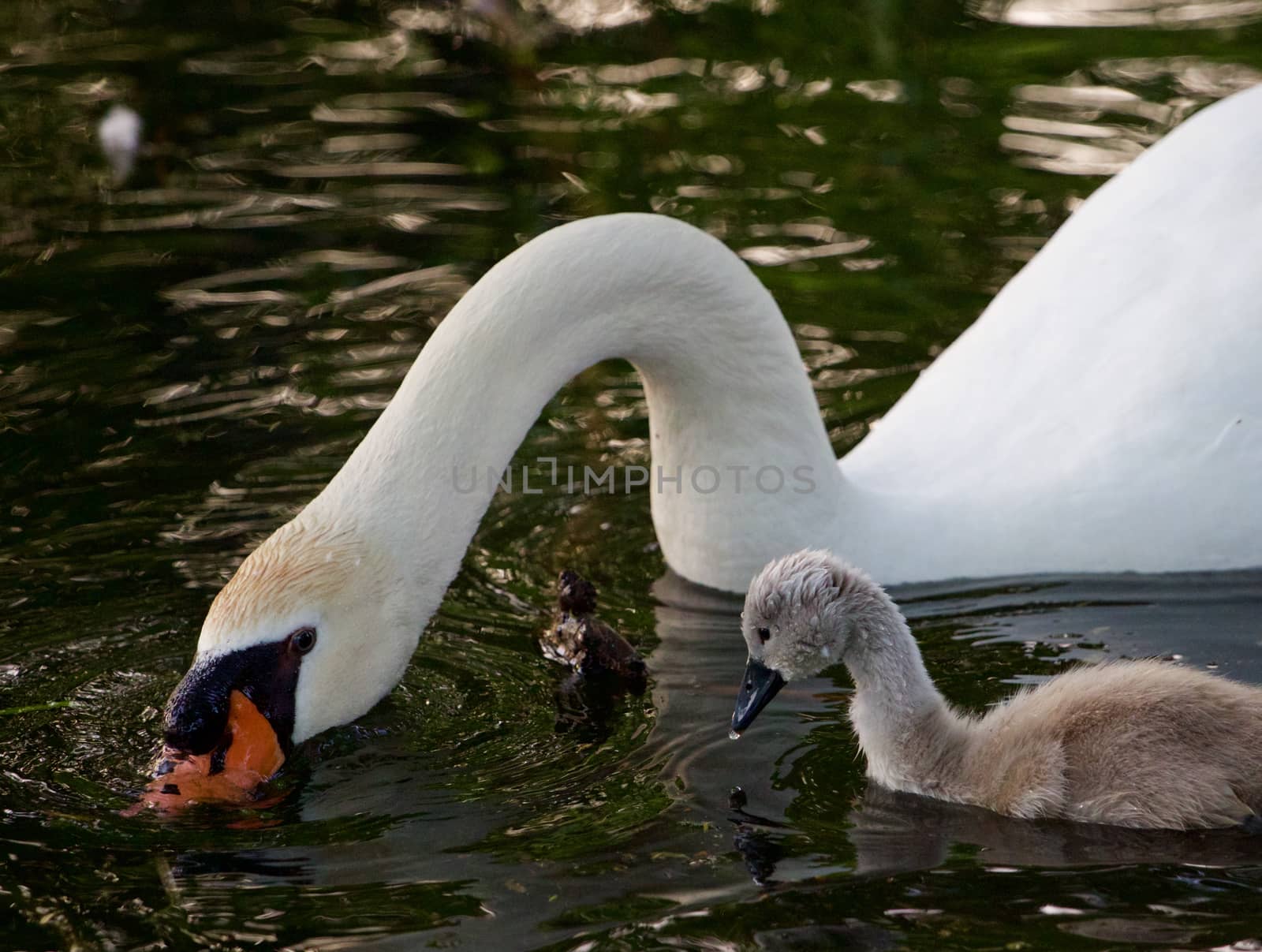 Cute young swan is trying to repeat the movements after his father by teo