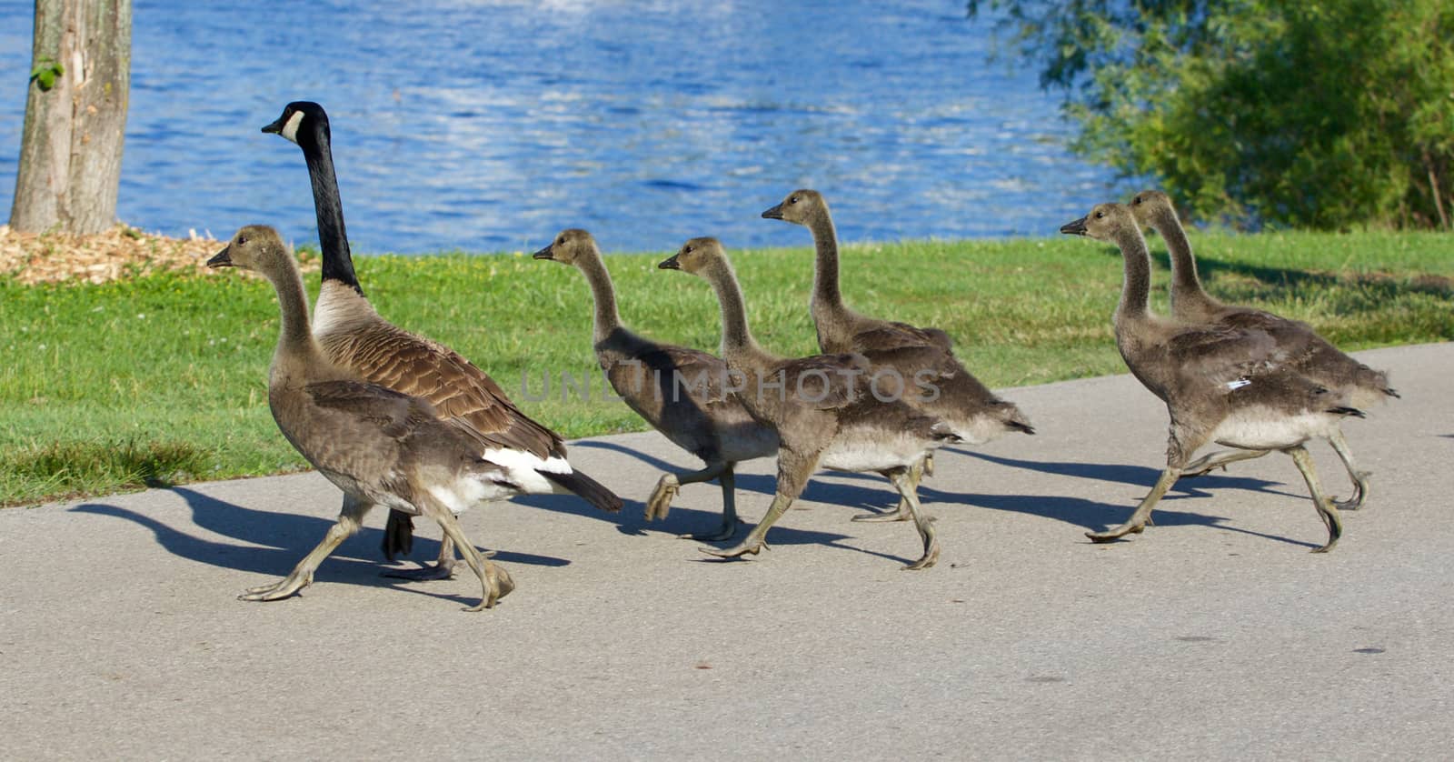 The young cackling geese are running across the road