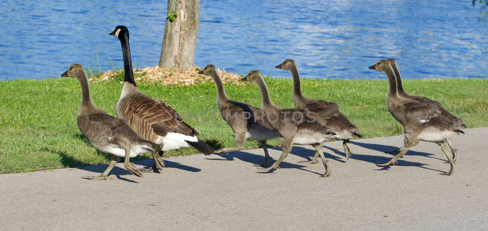 The cackling geese are running by teo