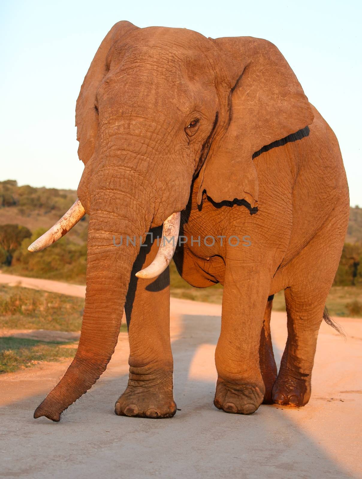 Huge male African elephant in musth with wet rear legs and oozing temporal gland