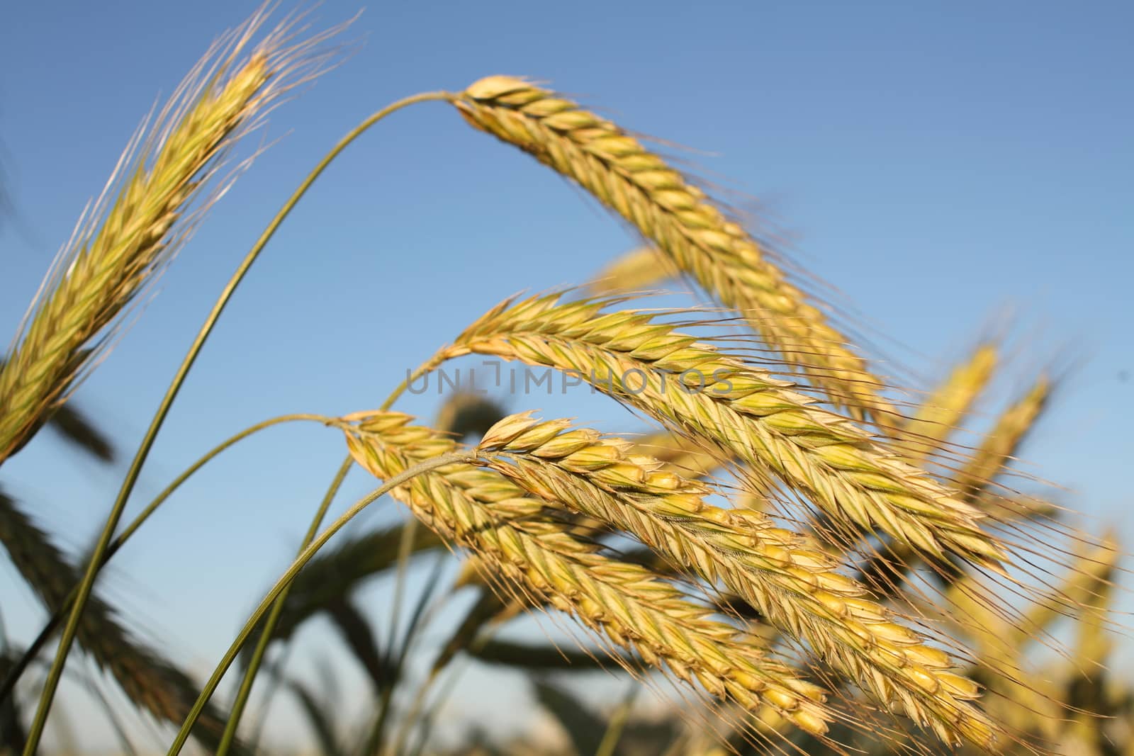 Golden ears of wheat by Barbraford