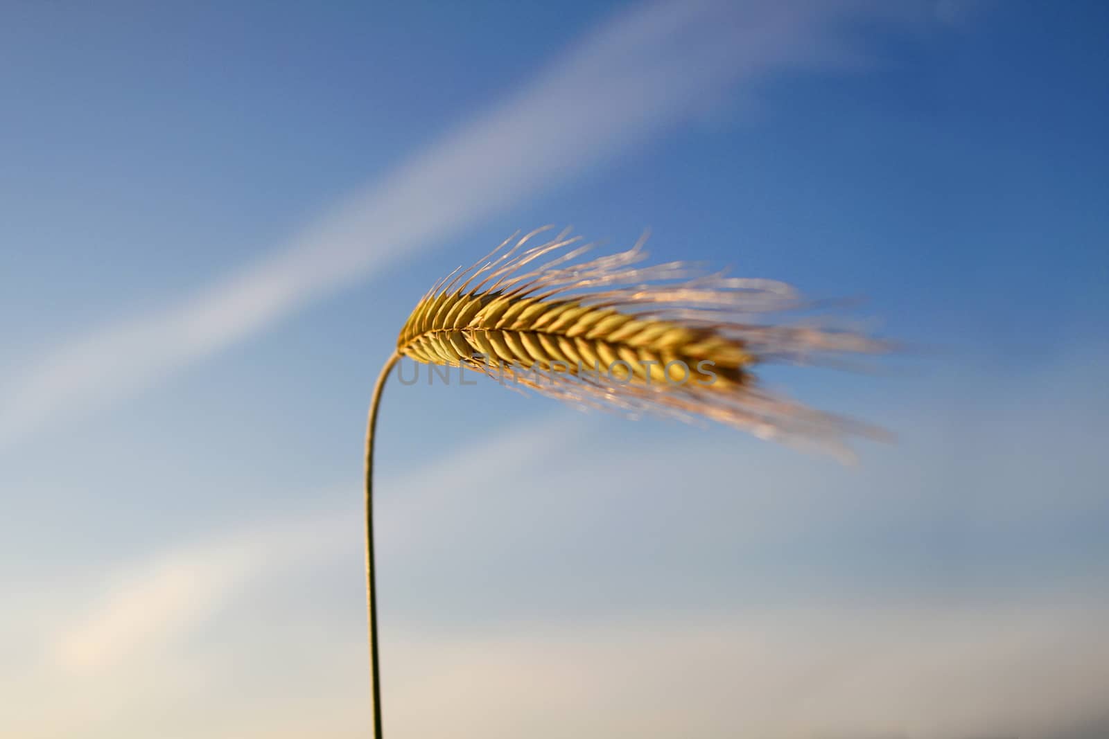 Close up of golden wheat ear in summertime, against a blue sky


