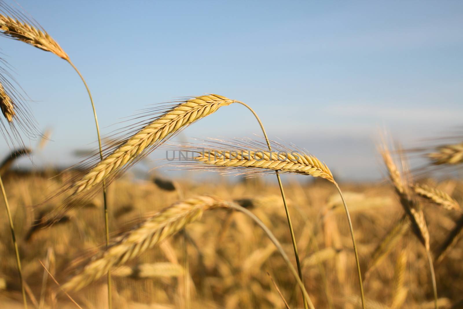 Golden ears of wheat by Barbraford