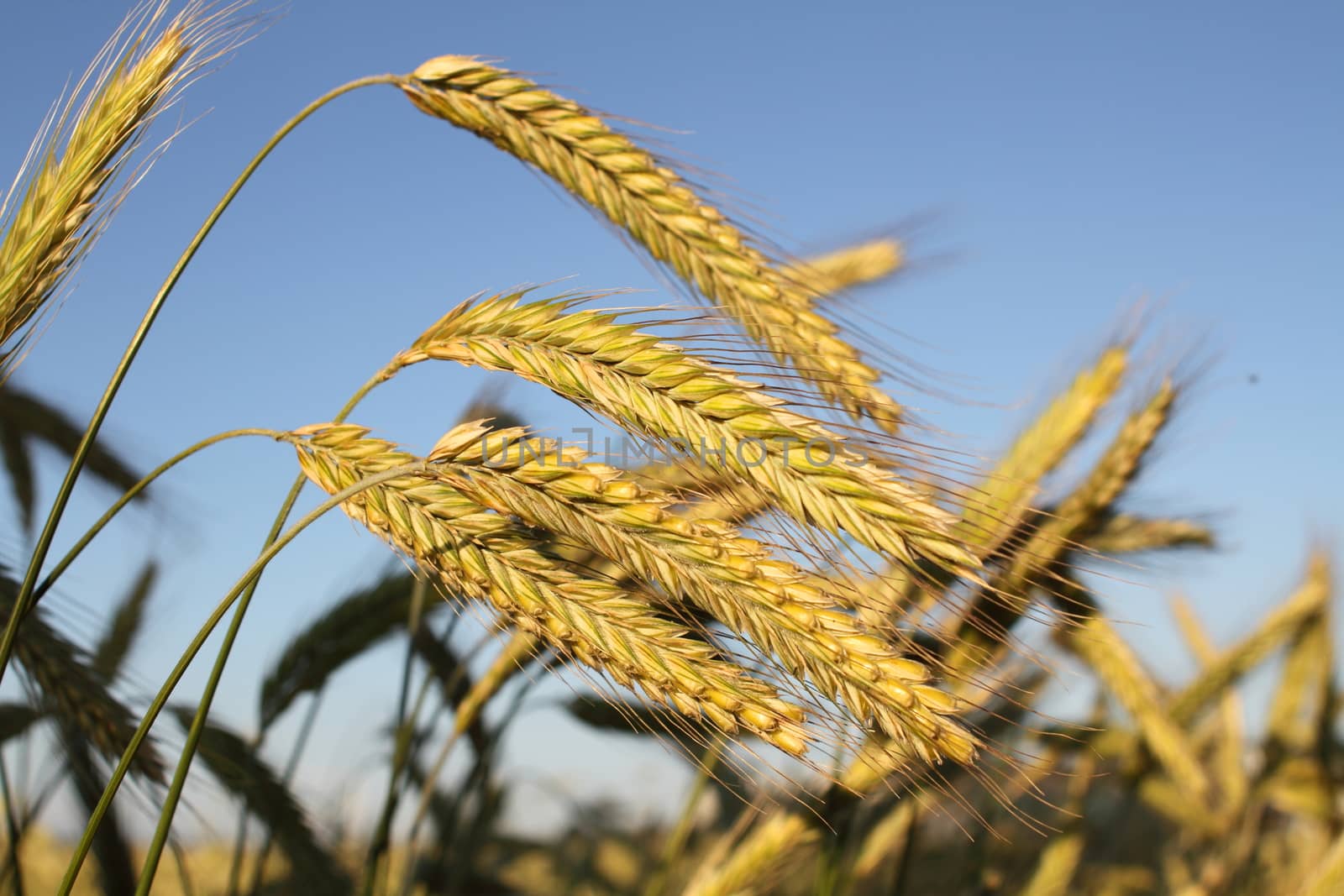 Golden ears of wheat by Barbraford