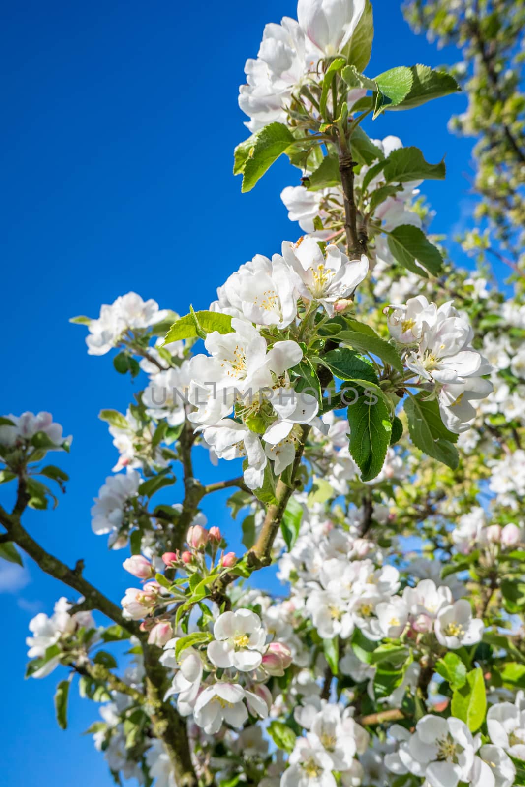 White flowers on a cherry tree