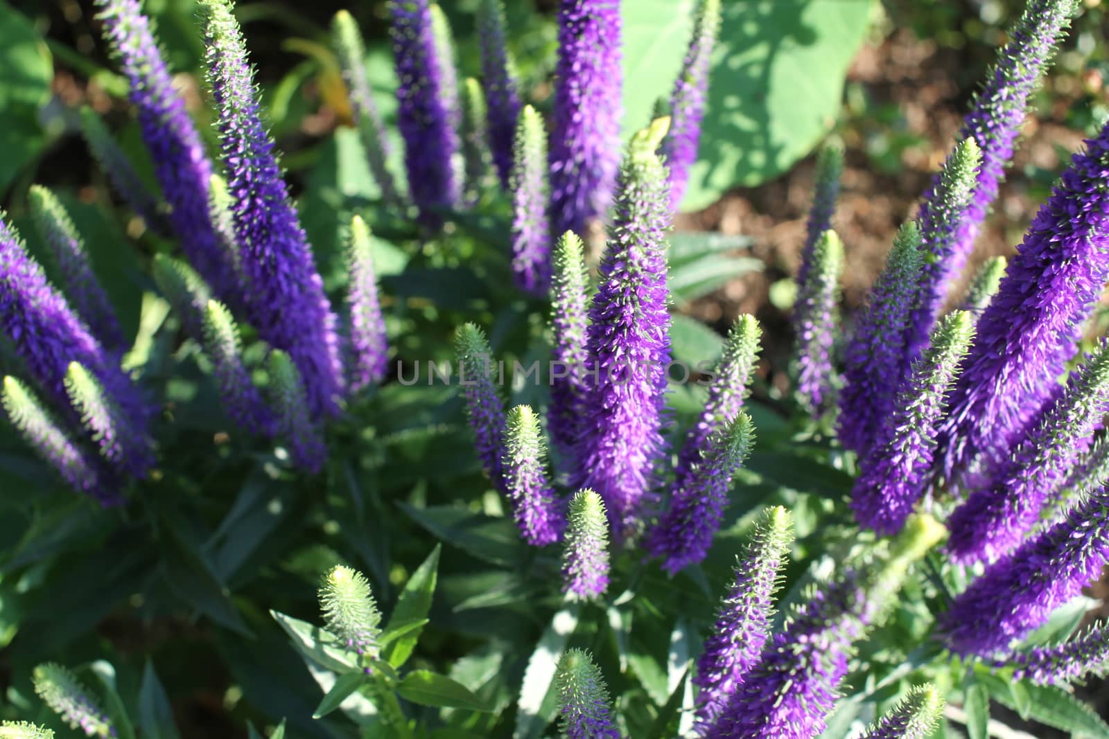 Close up of Blooming Salvia purple flowers in summer 