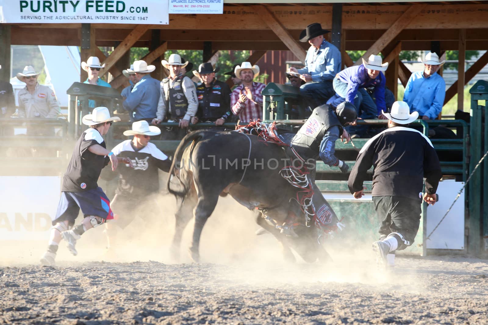 MERRITT, B.C. CANADA - May 30, 2015: Bull rider riding in the final round of The 3rd Annual Ty Pozzobon Invitational PBR Event.