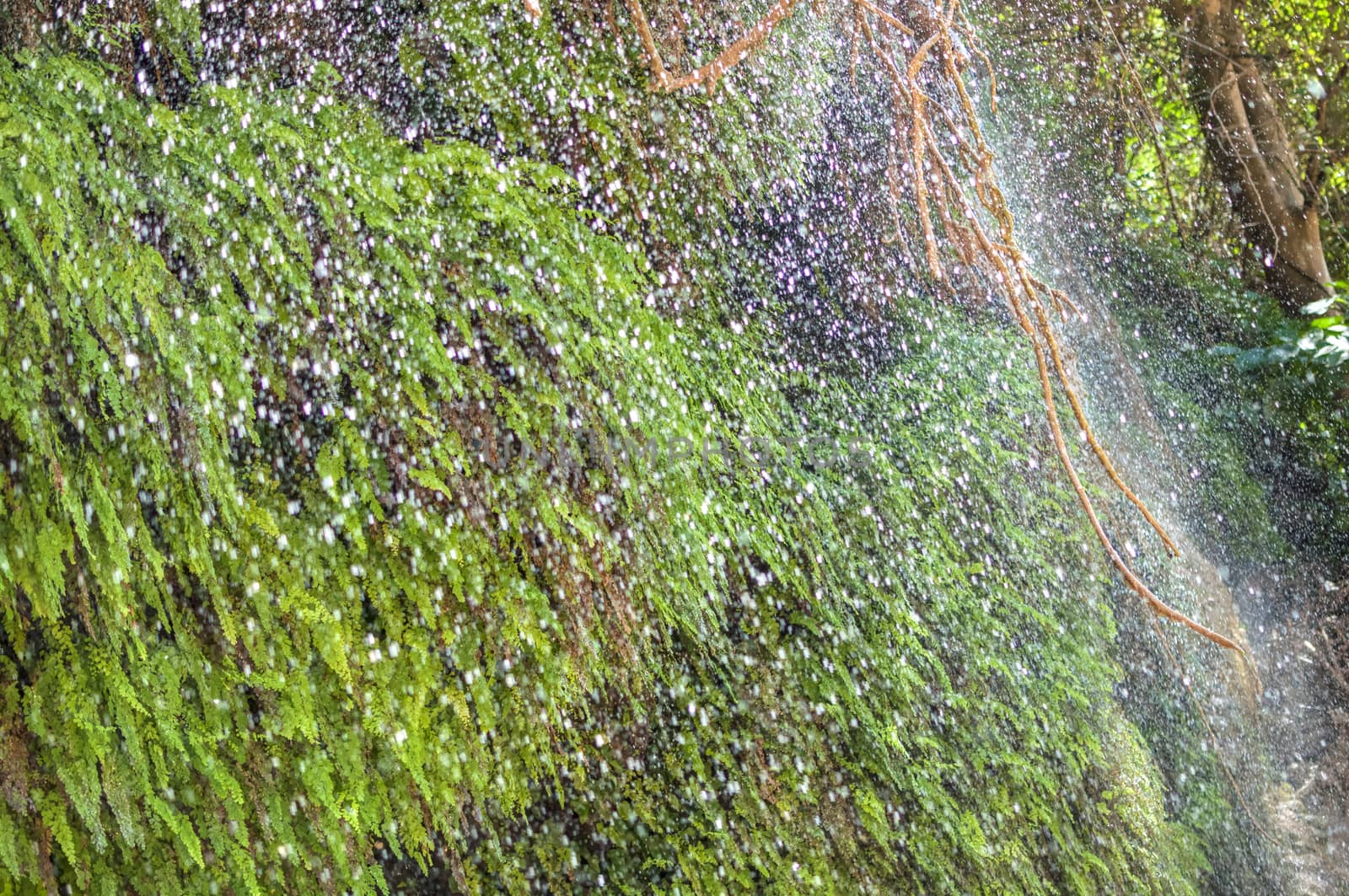 closeup of water drops pouring down tropical cliff like rain in jungle