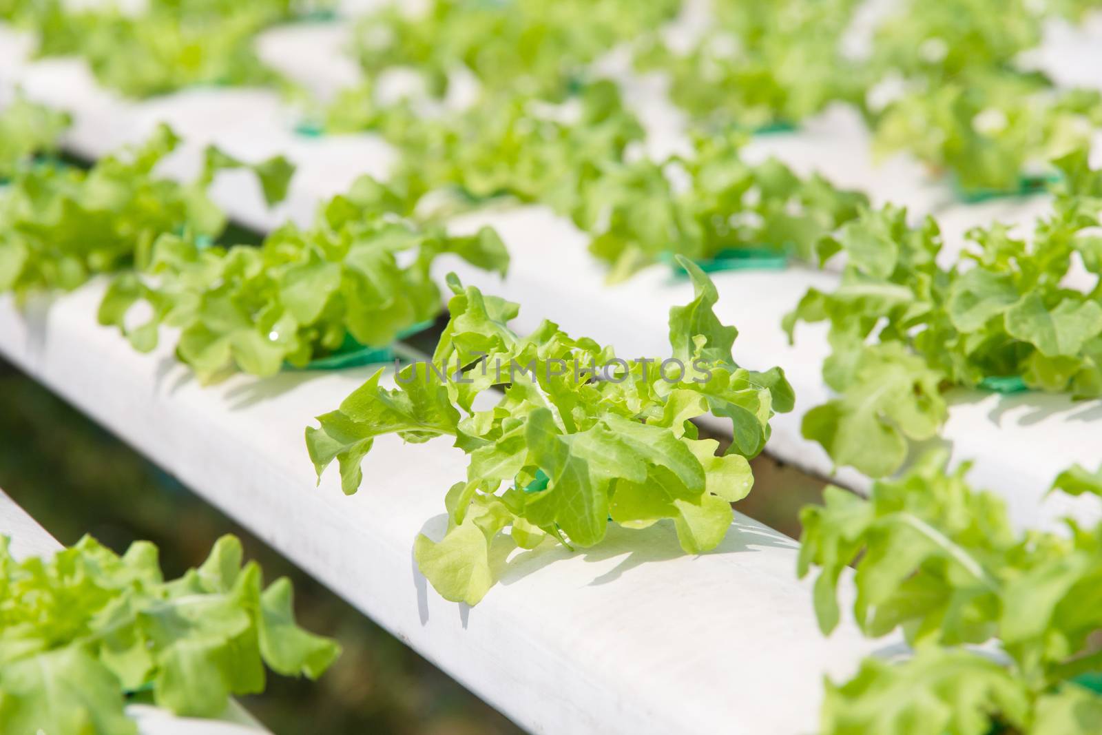 Hydroponics vegetable farm,close up of Green Coral,Frillie Iceburg Lettuce