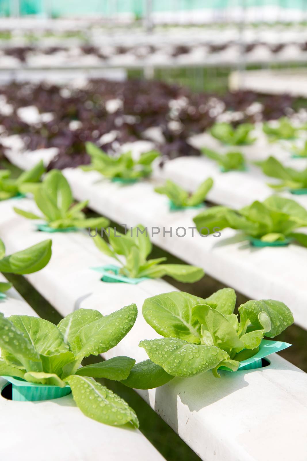 Hydroponics vegetable farm background