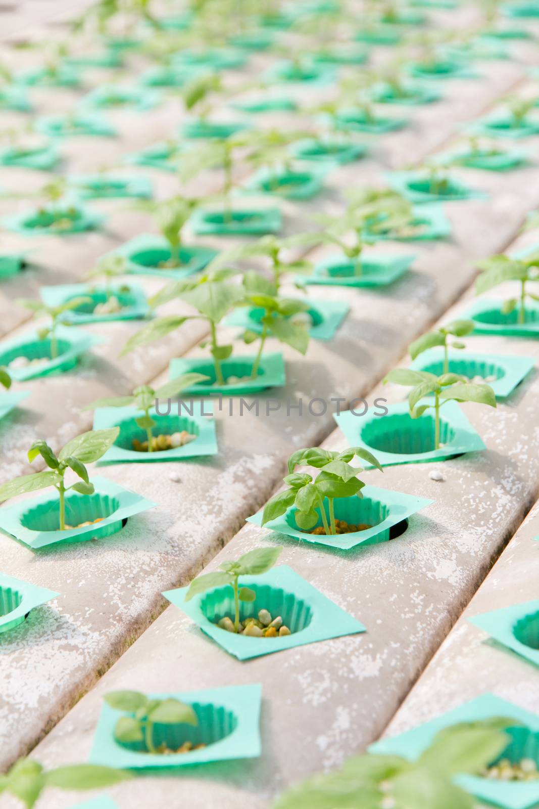 plant nursery background