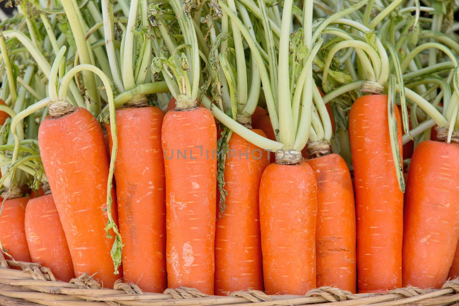 fresh carrots in basket