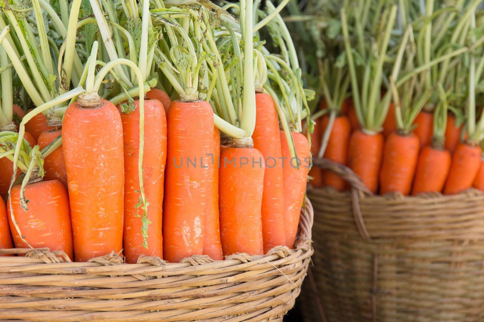 fresh carrots in basket
