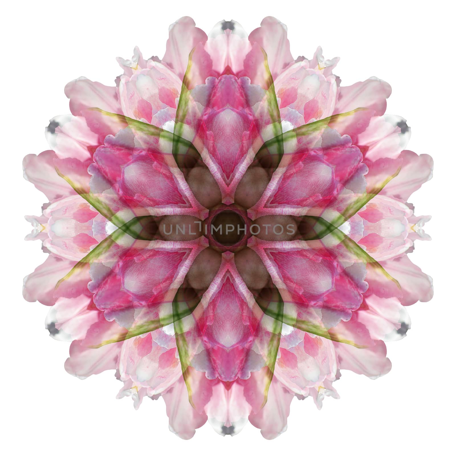 Flower mandala isolated on white background