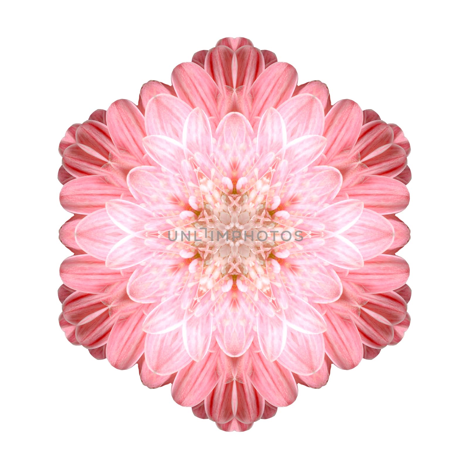 Flower mandala isolated on white background