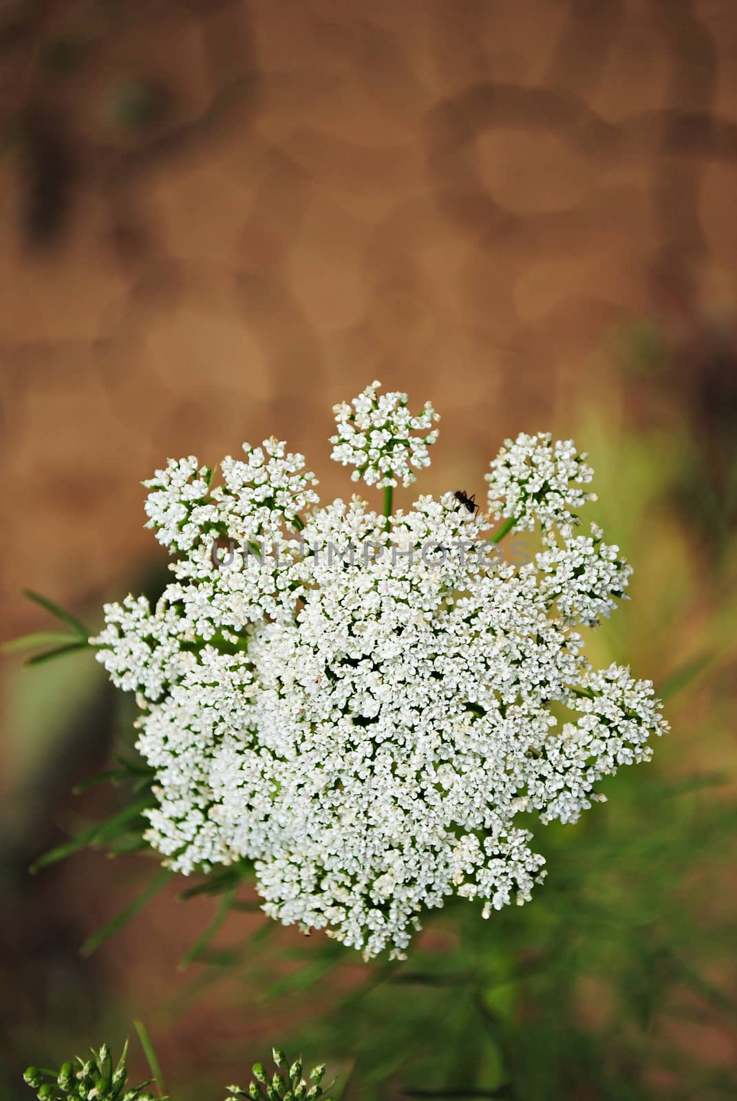 Wild Carrot flower, Rattlesnakeweed, Daucus pusillus by snehdep