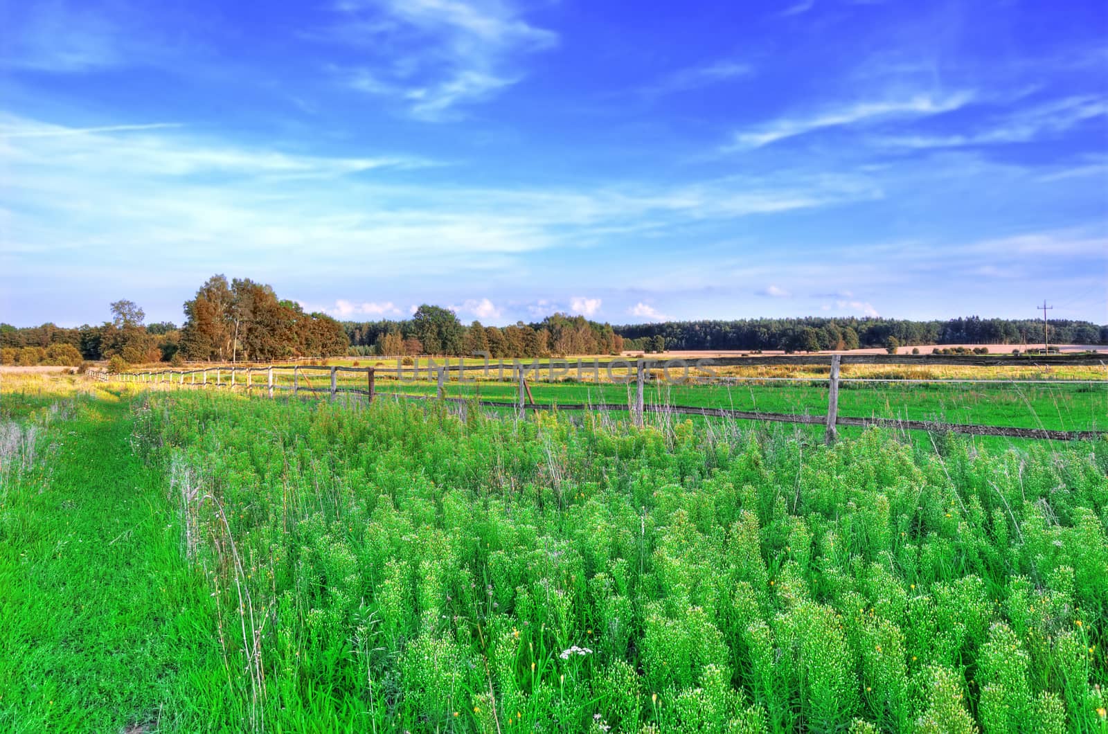 Rural landscape. Meadows and sky. HDR picture.