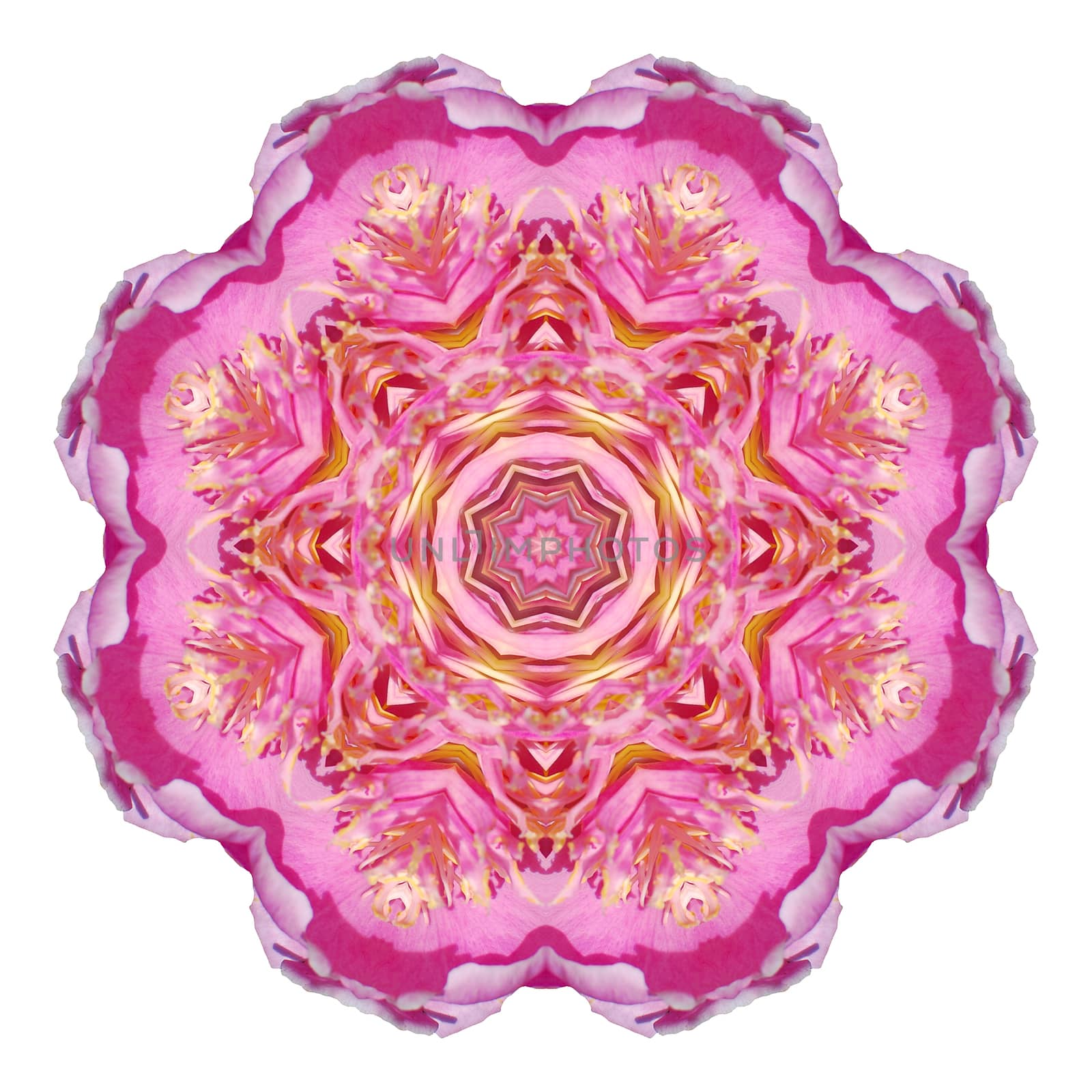 Flower mandala isolated on white background