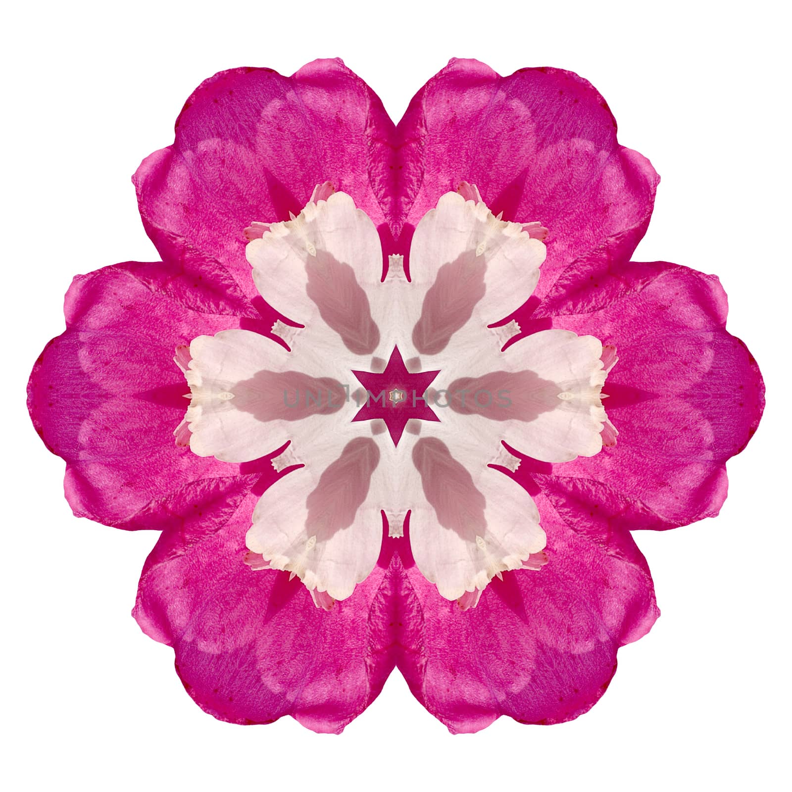 Flower mandala isolated on white background