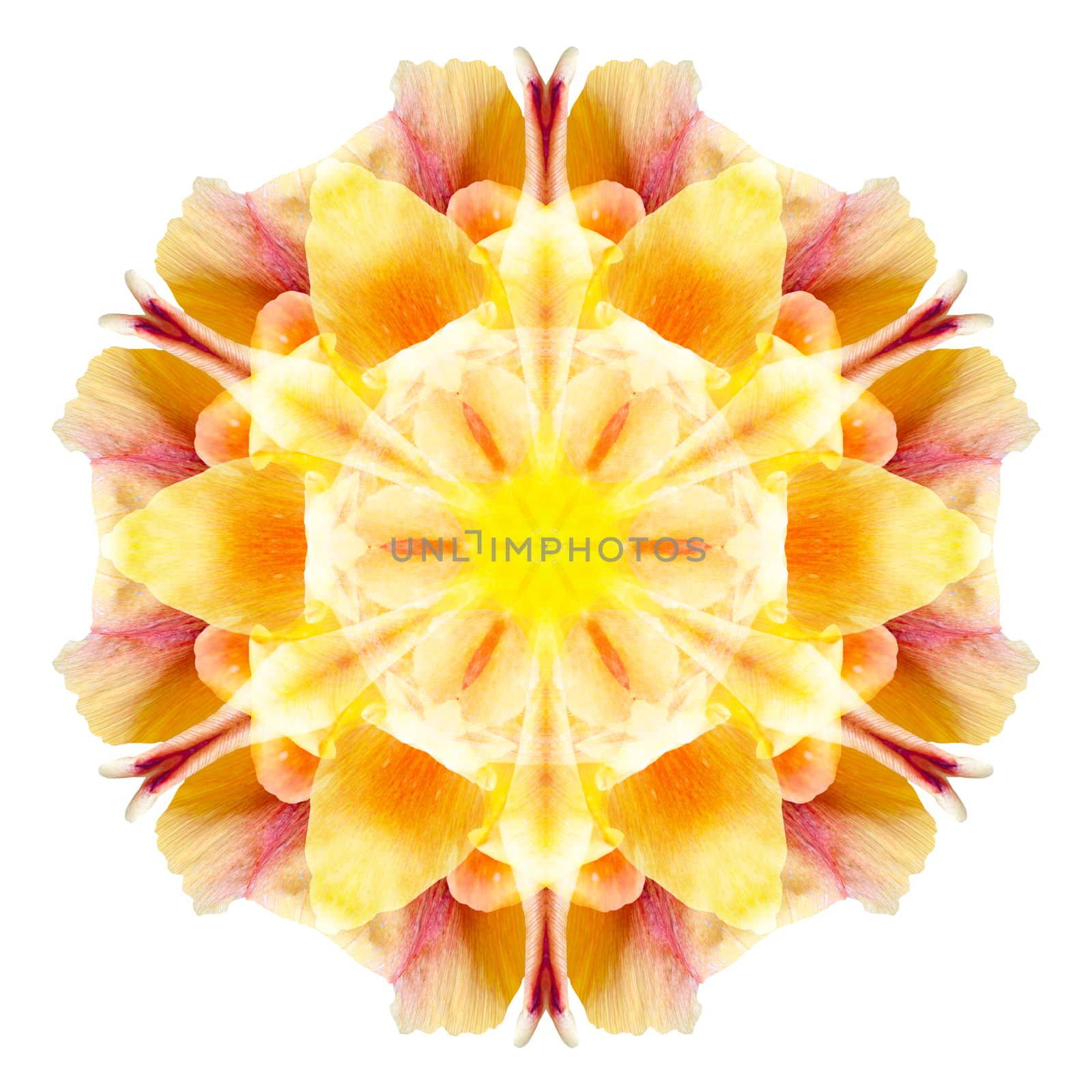 Flower mandala isolated on white background