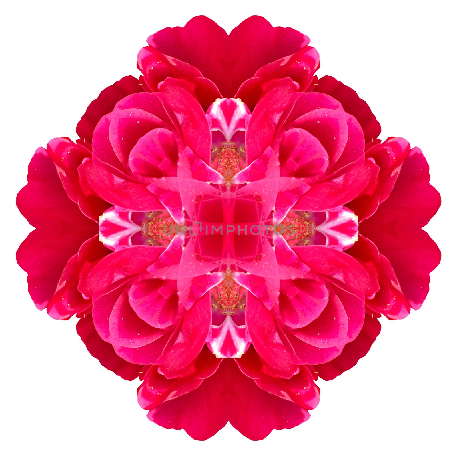 Flower mandala isolated on white background