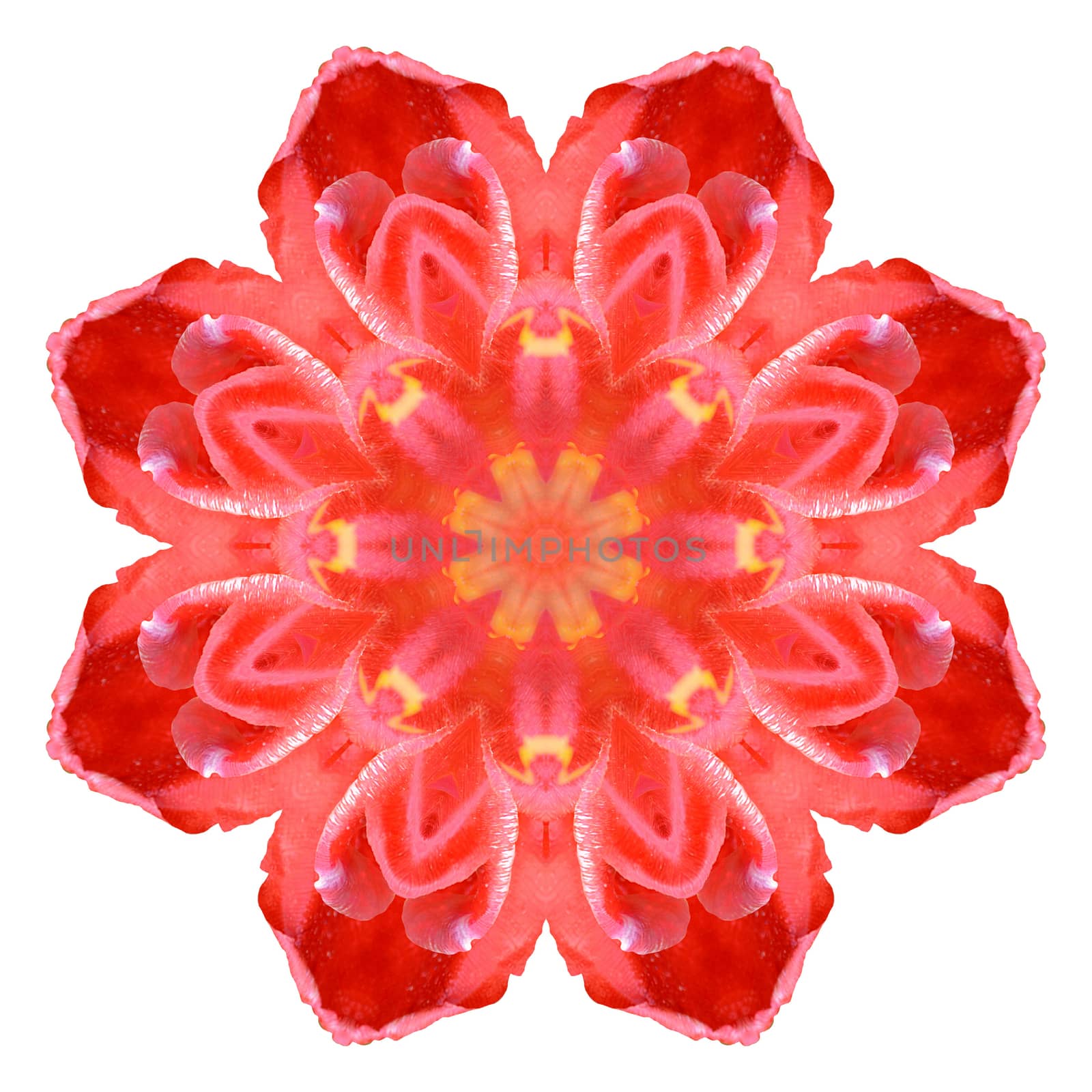 Flower mandala isolated on white background