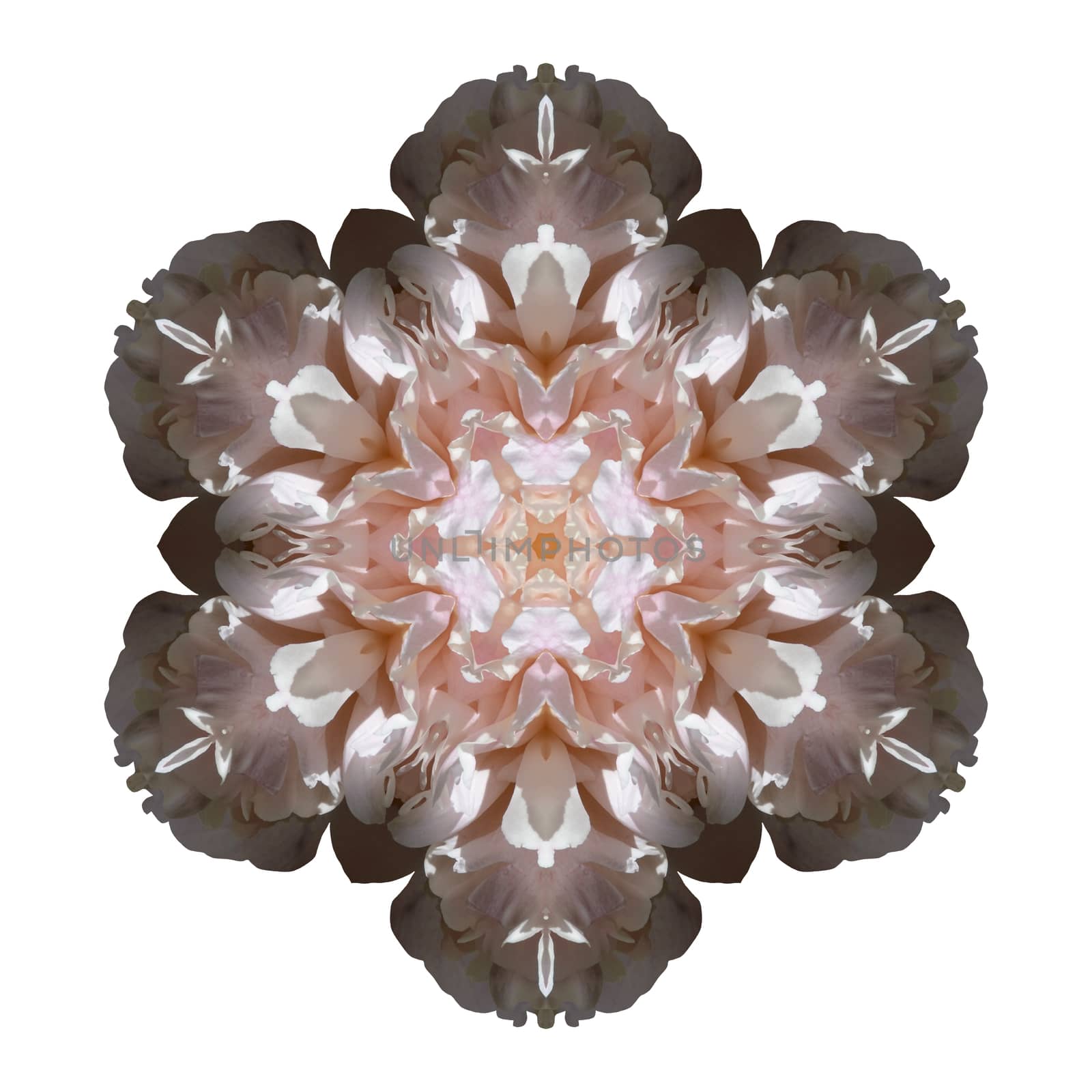 Flower mandala isolated on white background by migel