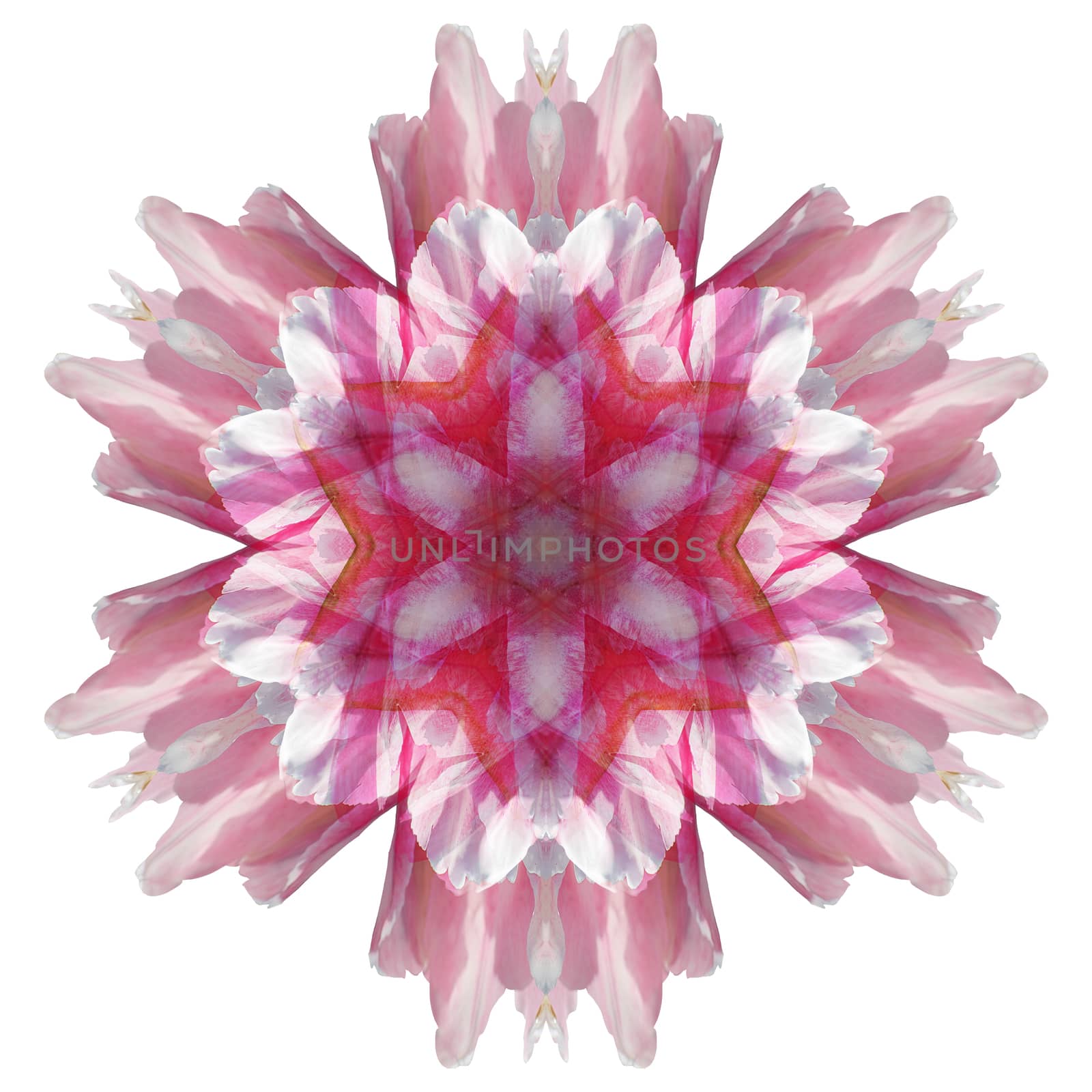 Flower mandala isolated on white background by migel