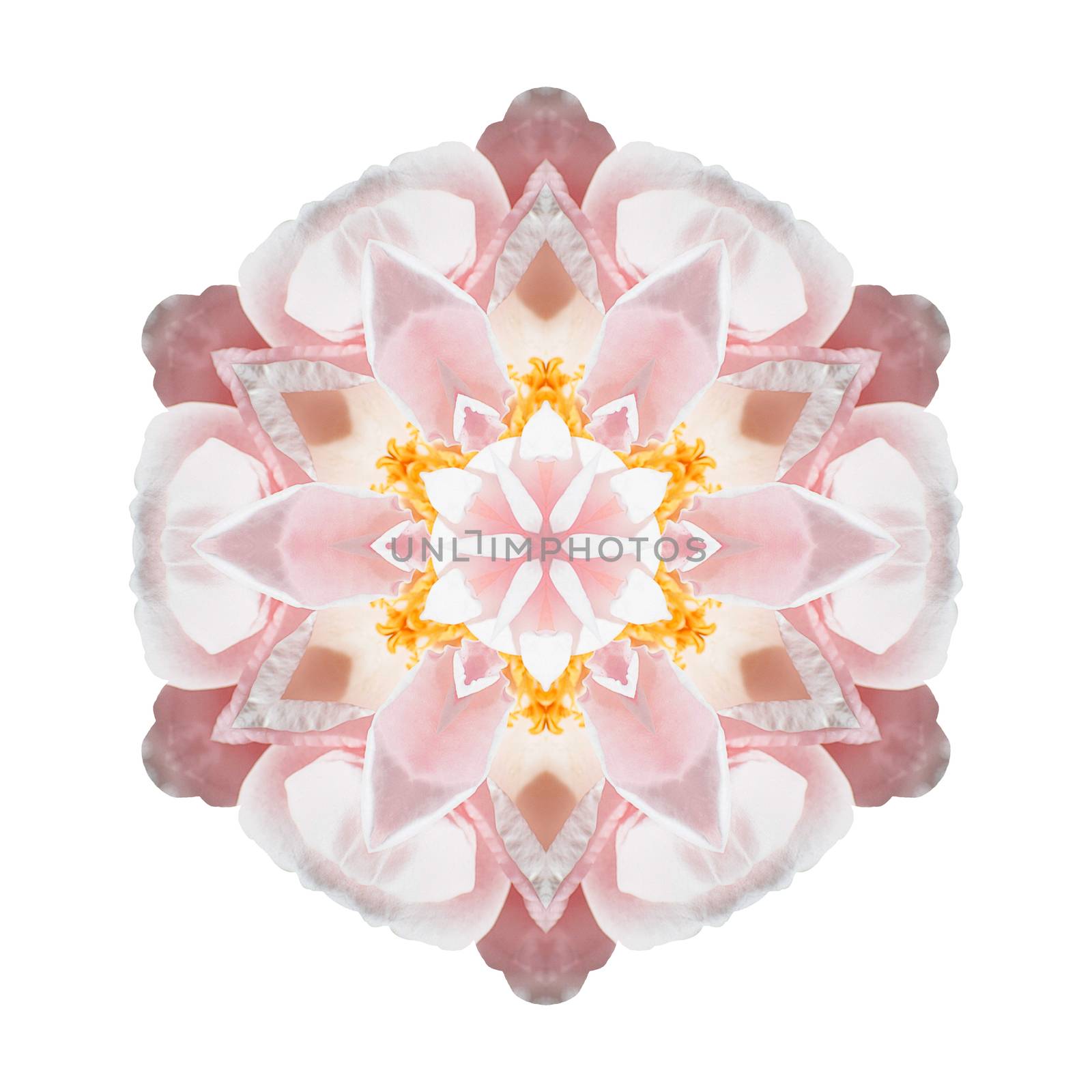 Flower mandala isolated on white background by migel