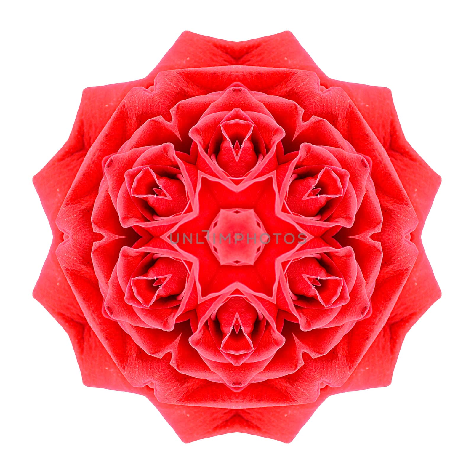 Flower mandala isolated on white background