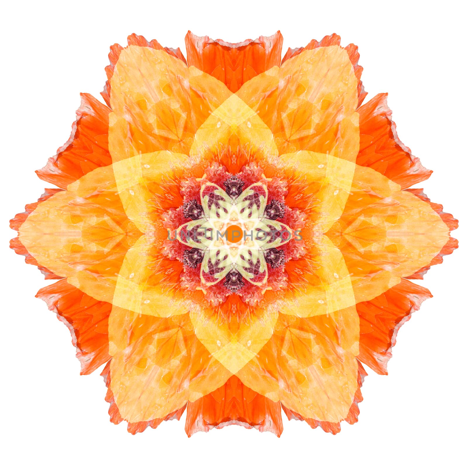 Flower mandala isolated on white background by migel