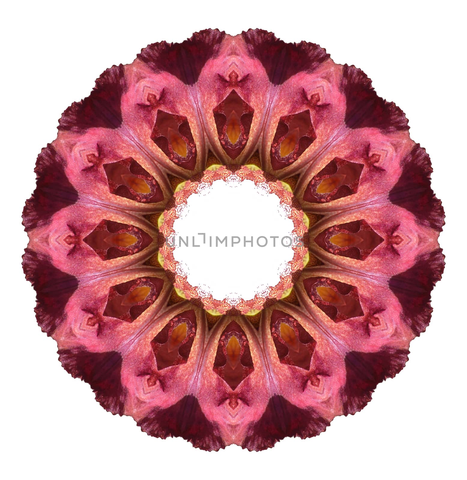 Flower mandala isolated on white background by migel