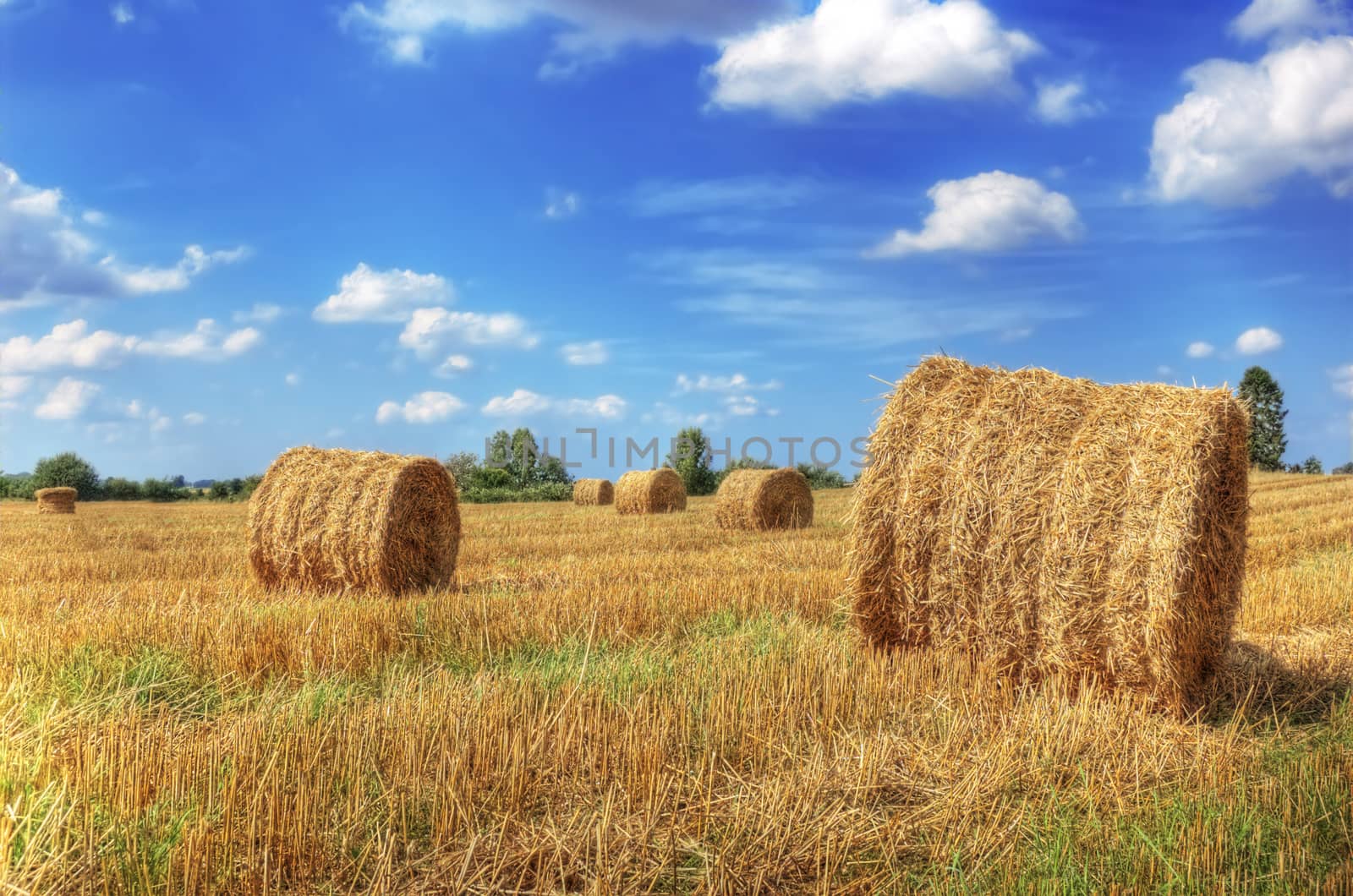 Field and sky. Sheaves in the field.