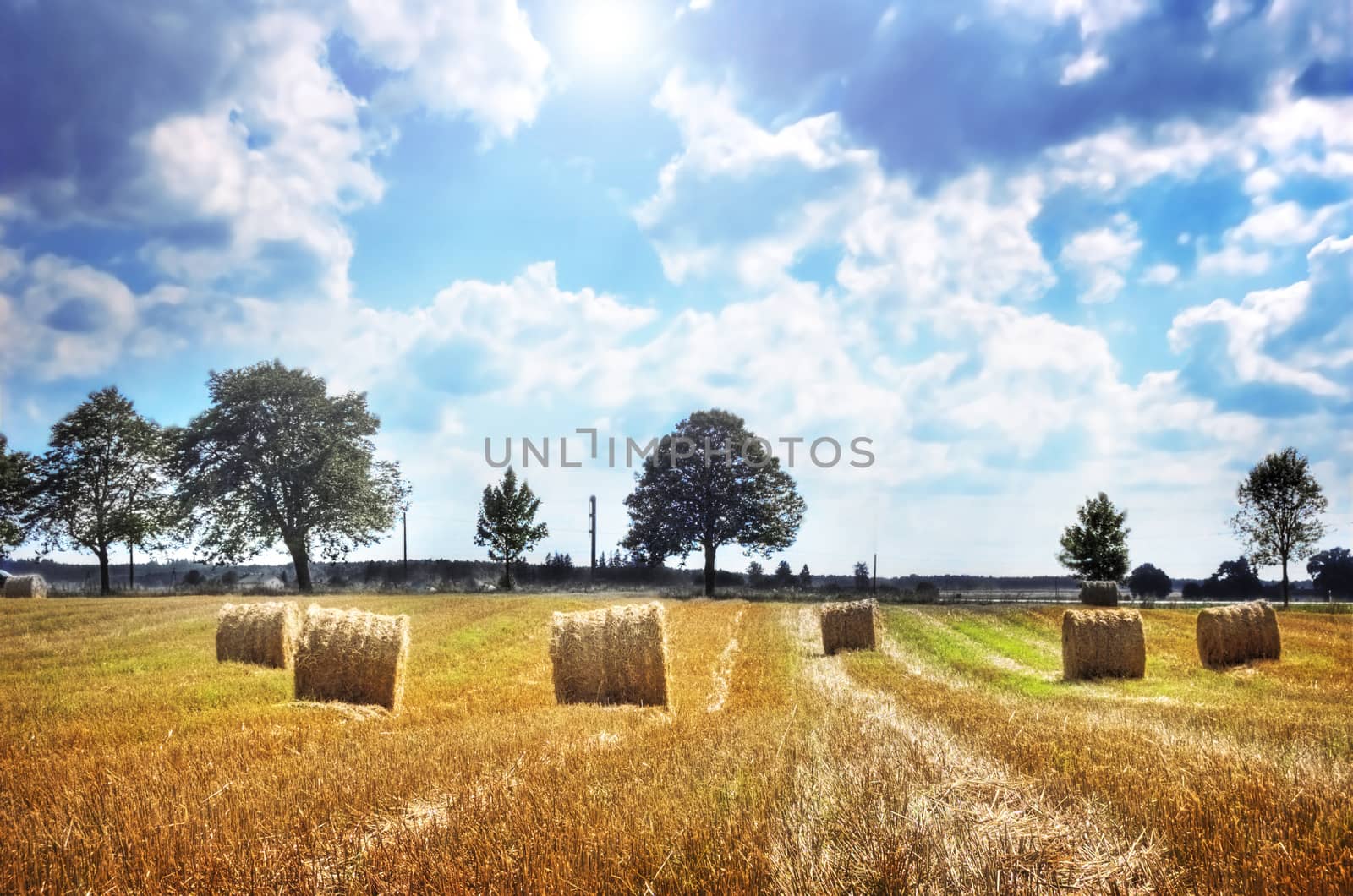 Field and sky. Sheaves in the field.