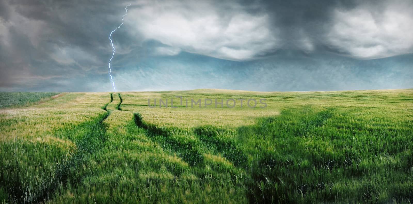Storm with lightning over the green field.