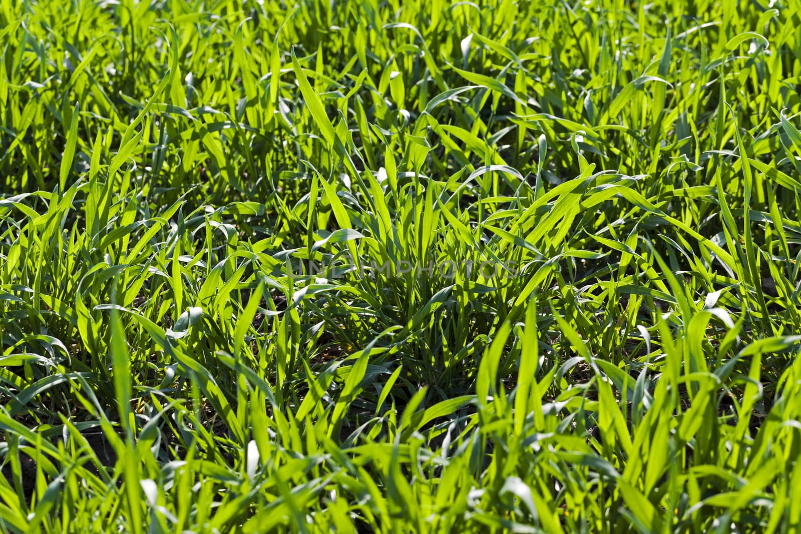  field on which grows ripe wheat. Autumn. Close-up.