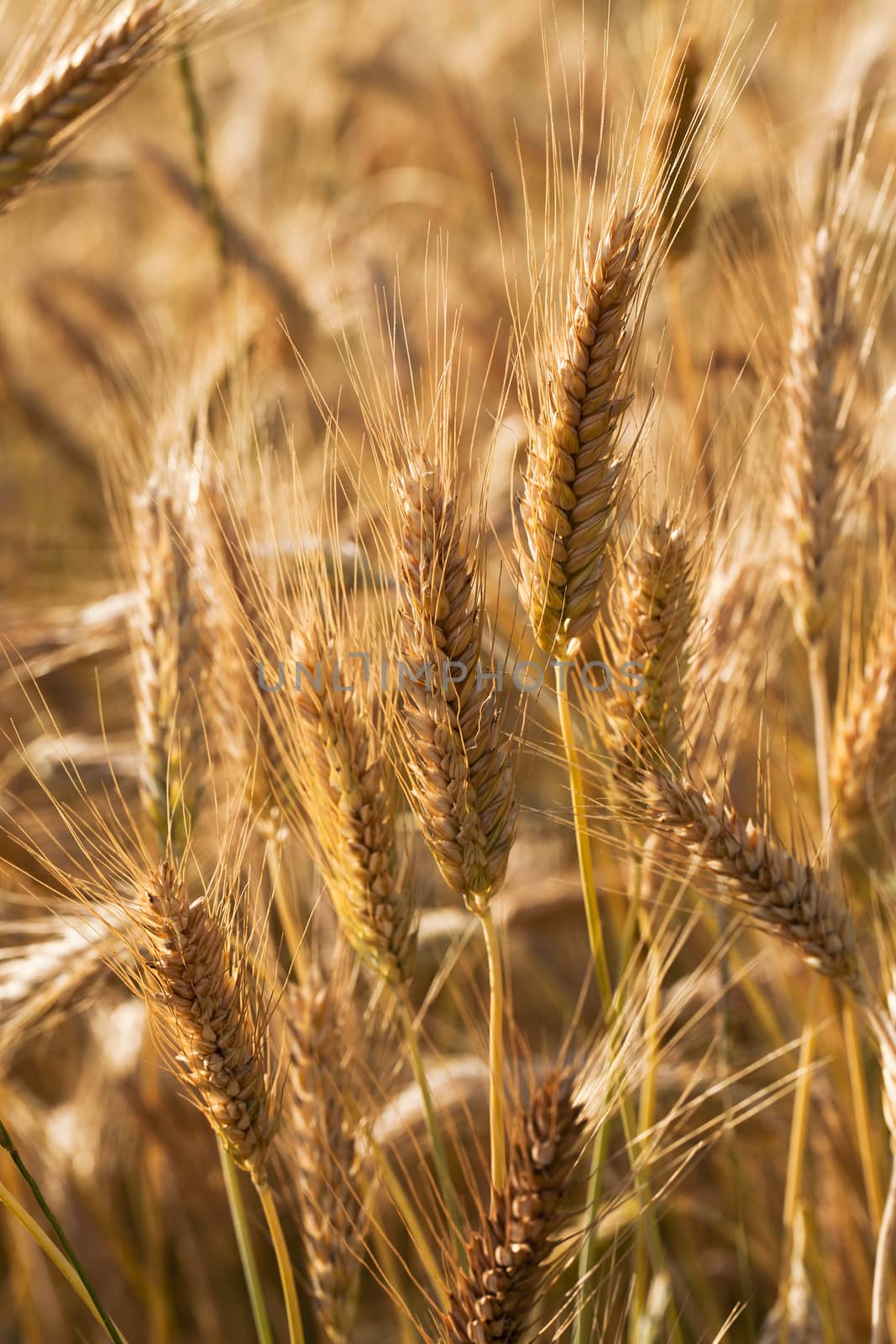  the ripened ears of cereals photographed by a close up