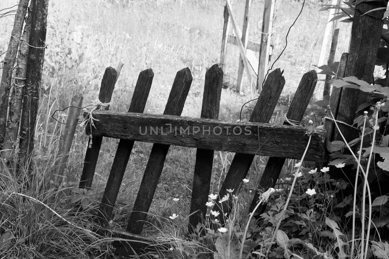 Old wooden fence, monochrome, broken and overgrown in a deserted garden.