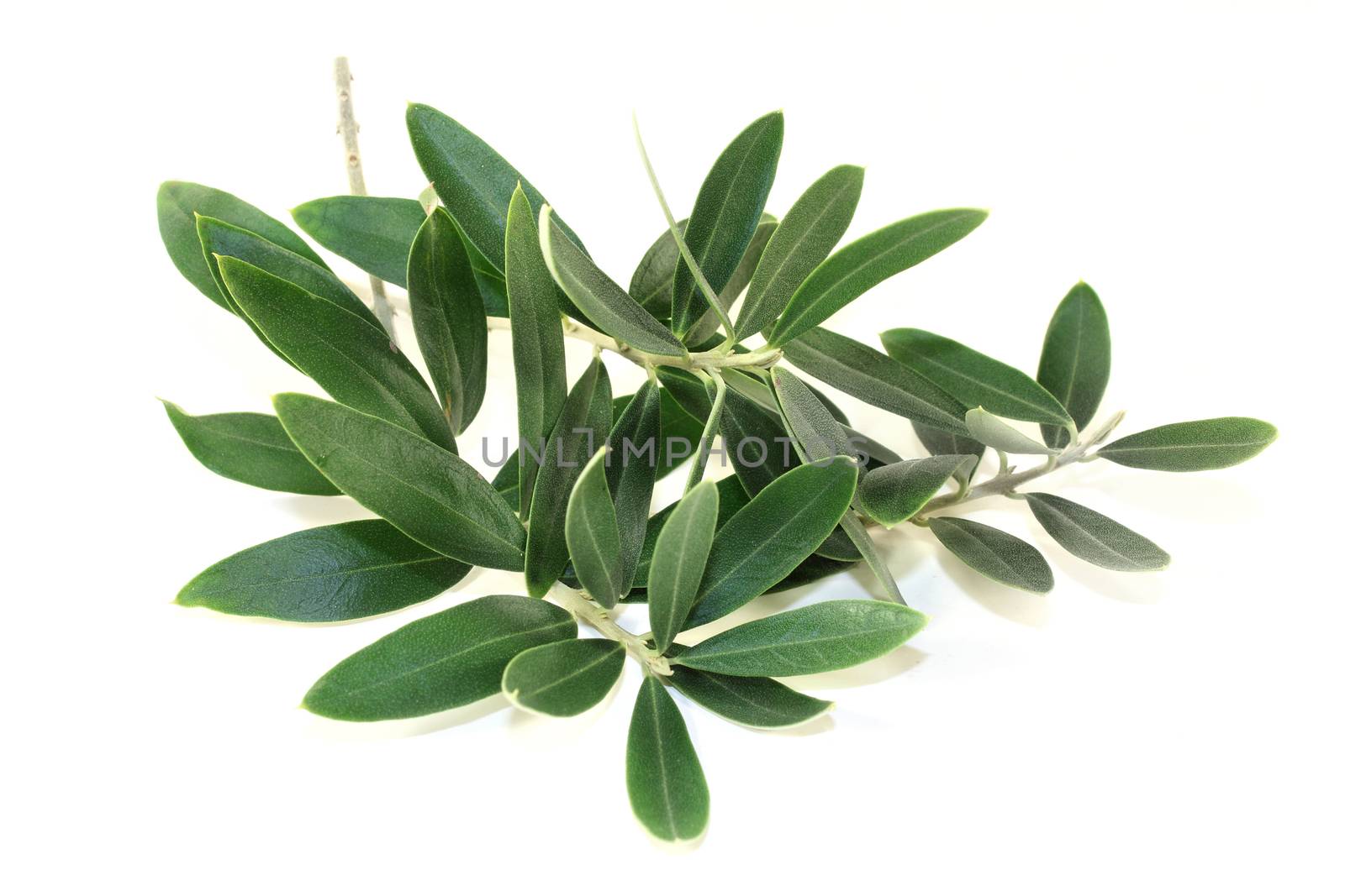 green olive branches on a bright background