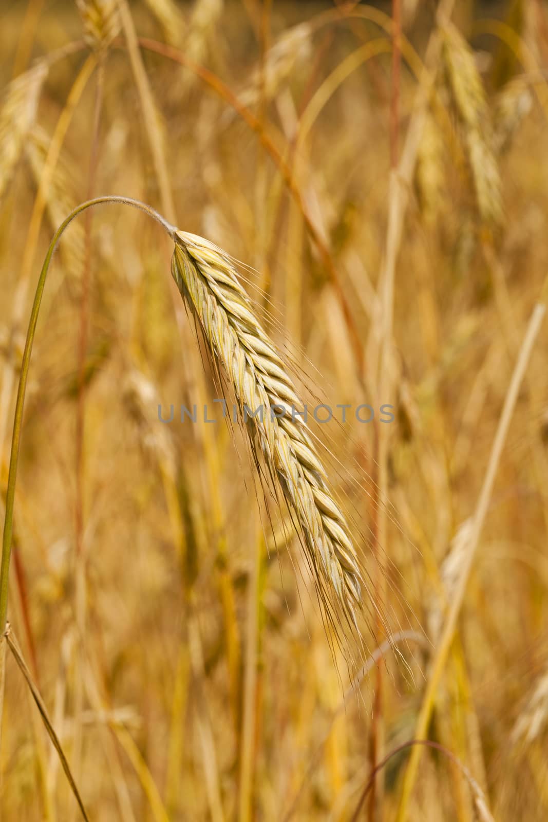  the ripened ears of cereals photographed by a close up