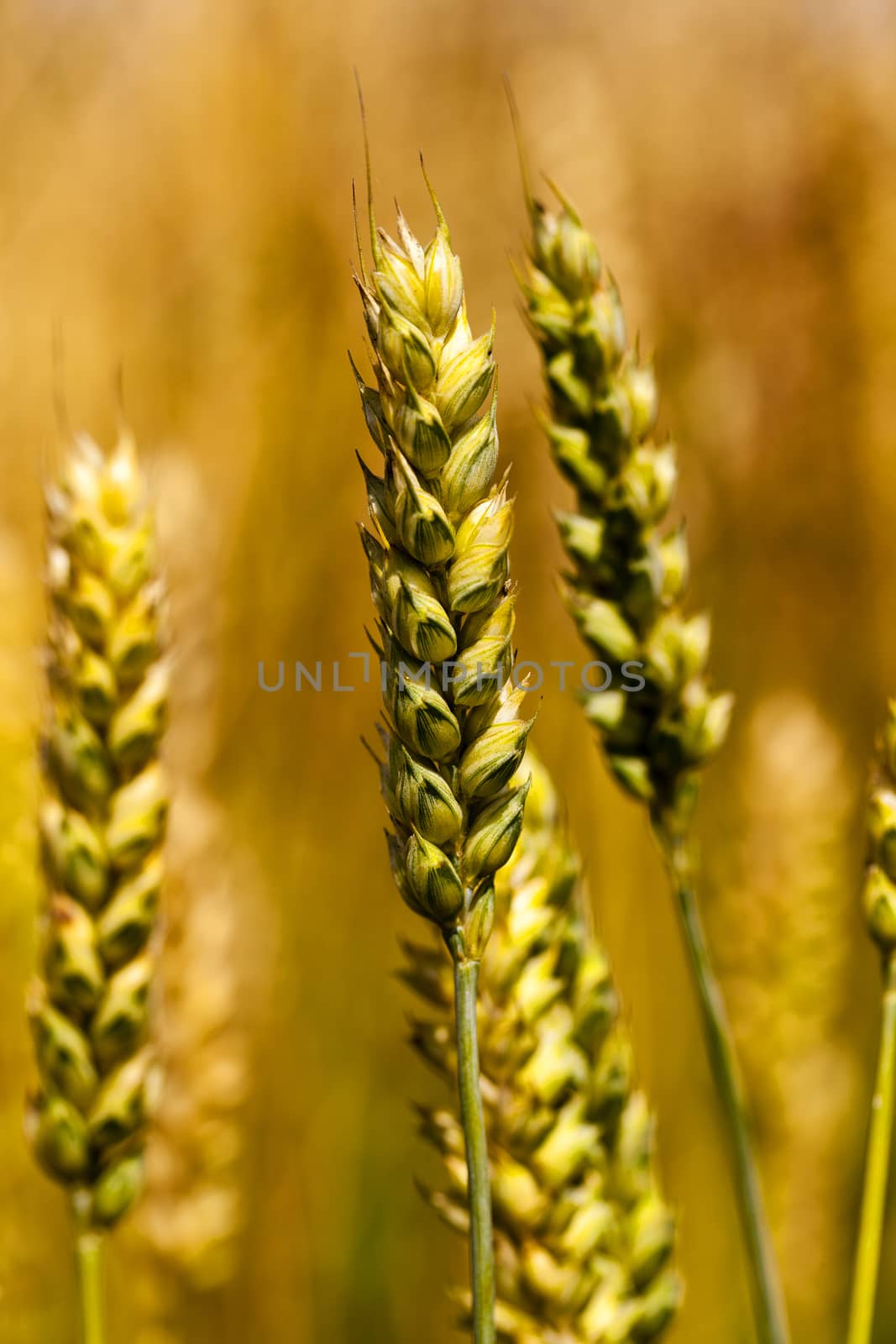   the ears of cereals photographed by a close up. small depth of sharpness