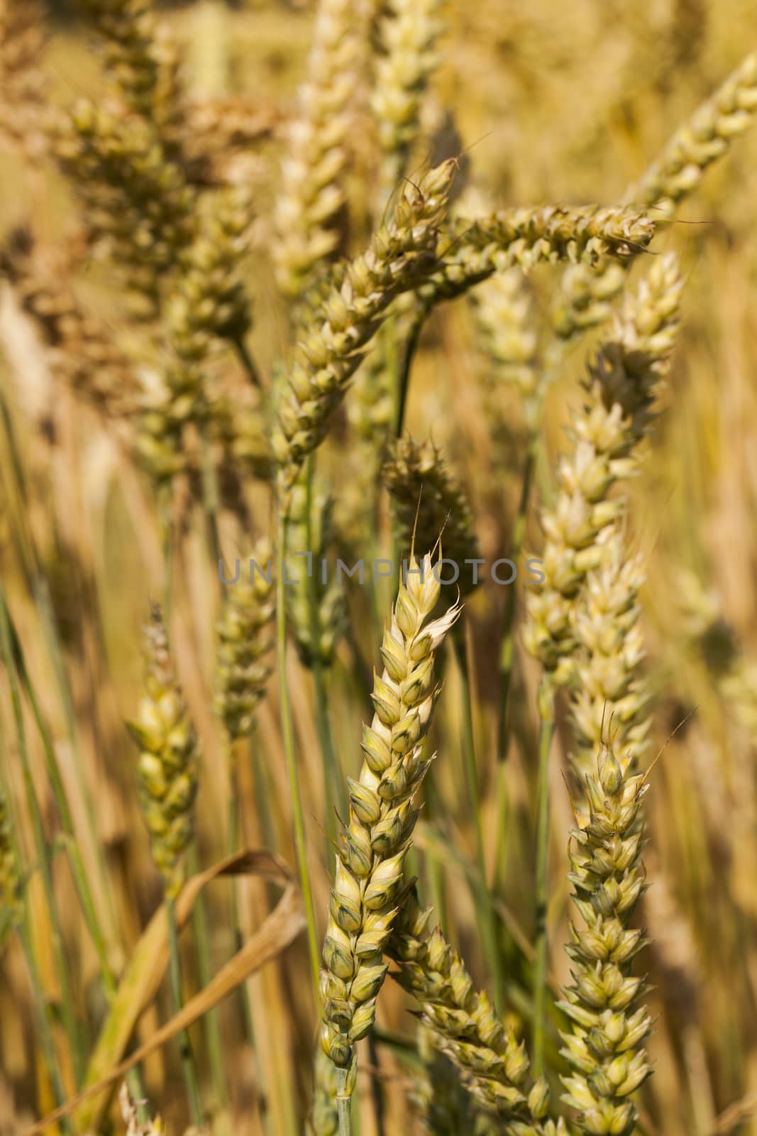  the mature ears of cereals photographed by a close up
