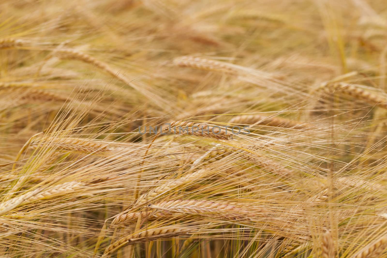   the ripened ears of cereals photographed by a close up