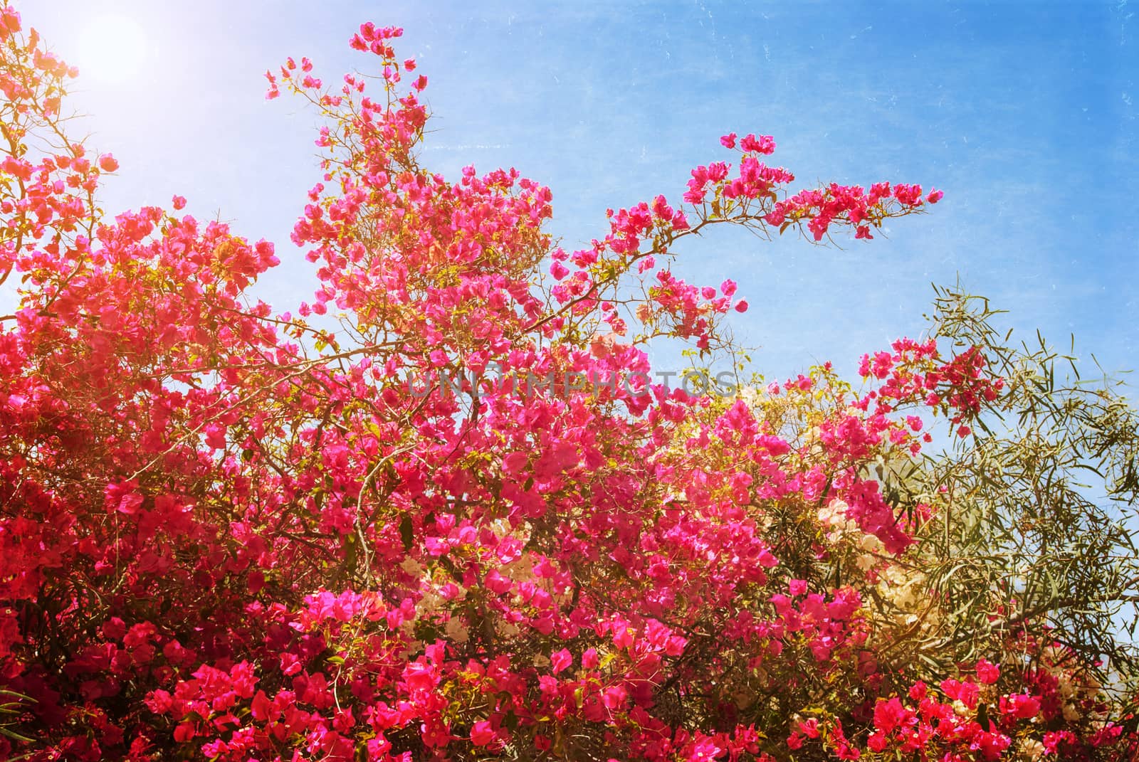 Big bush blooming pink flowers azaleas. Photo textured in old color image style.