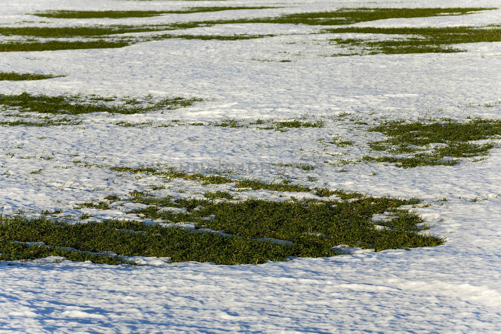   the first sprouts of winter wheat which appeared when thawing snow