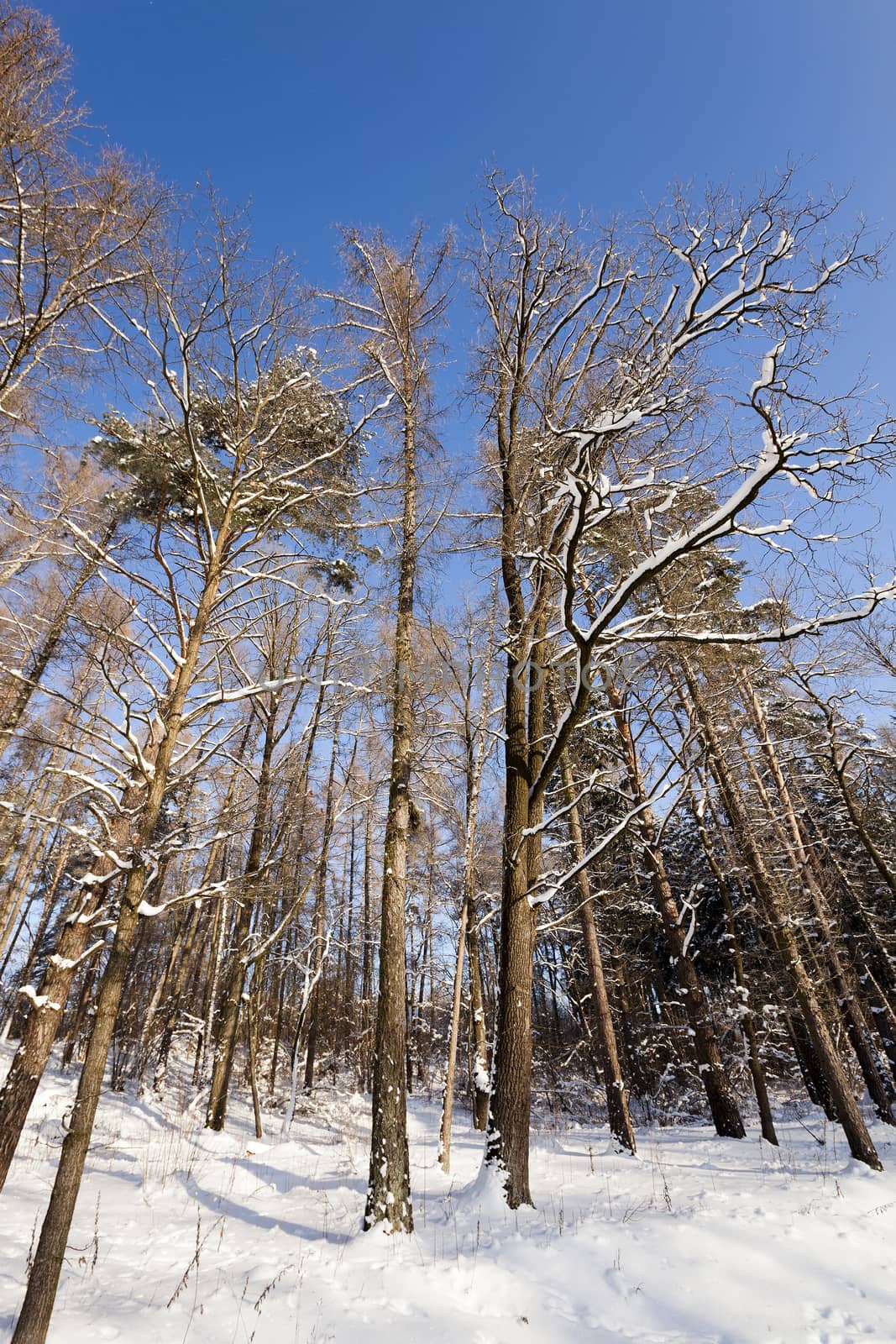   the trees photographed in a winter season.